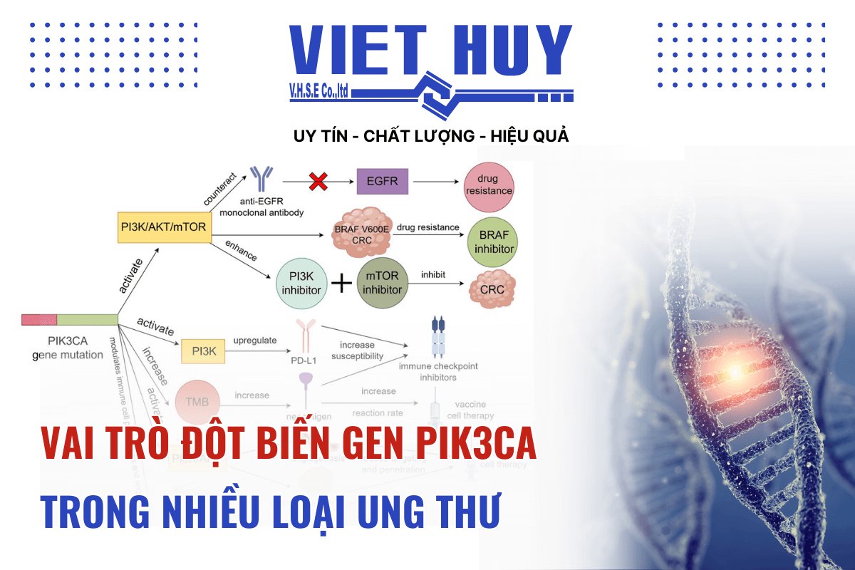 VAI TRÒ CỦA ĐỘT BIẾN PIK3CA TRONG NHIỀU LOẠI UNG THƯ