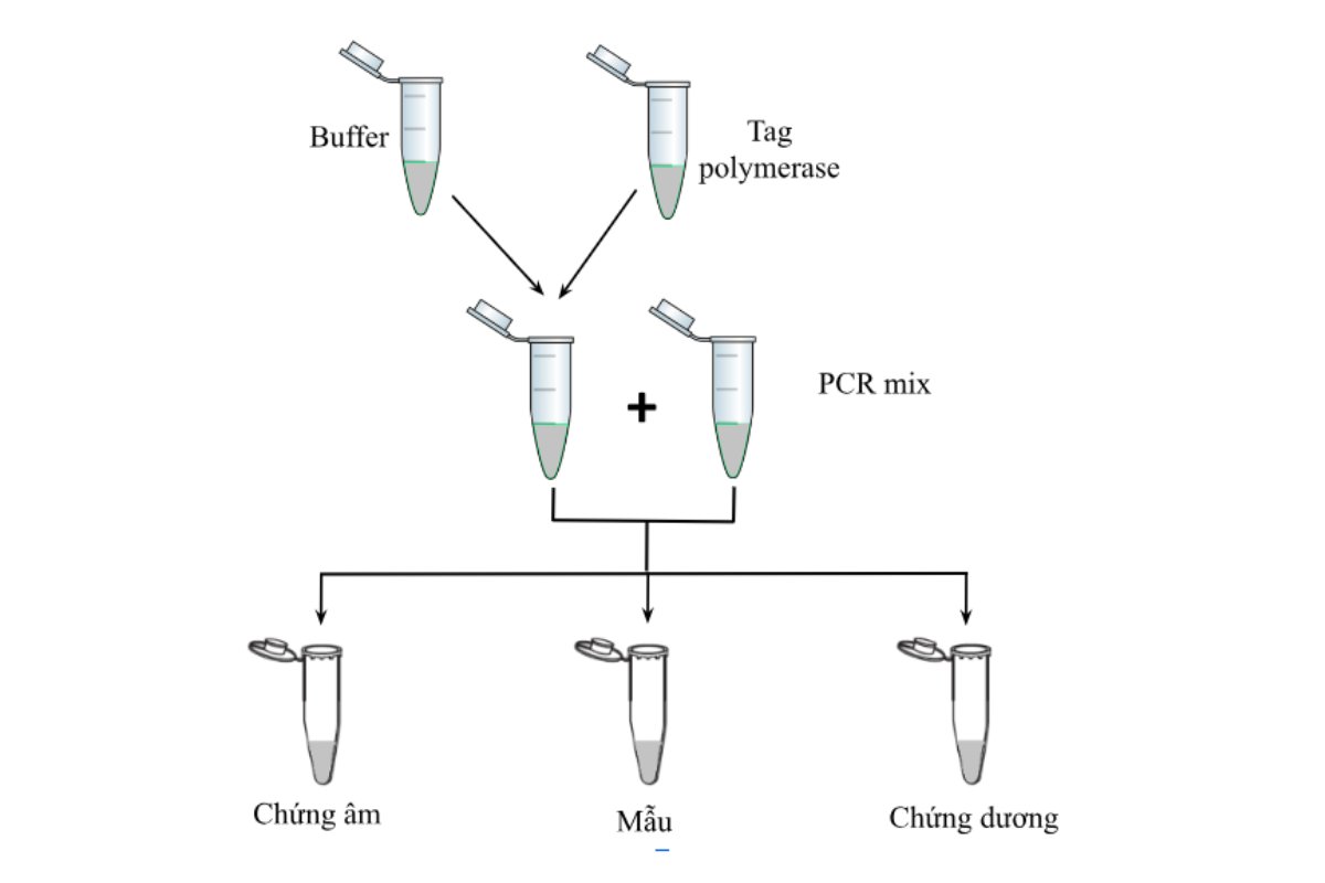 Quy trình thực hiện phản ứng với bộ HLA-B27 Real-TM