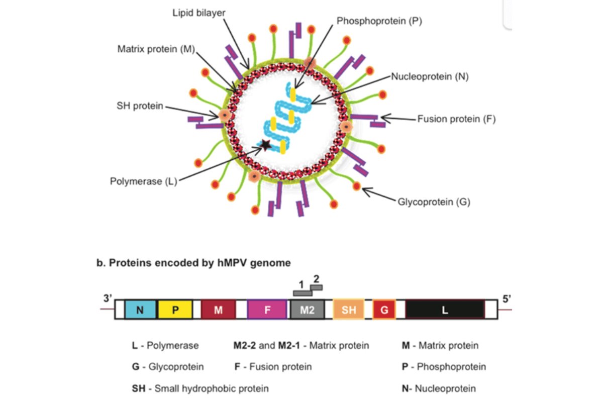 Hình ảnh mô phỏng cấu trúc mô hình của virus Human Metapneumovirus (hMPV) và các protein được mã hóa bởi hệ gene của virus