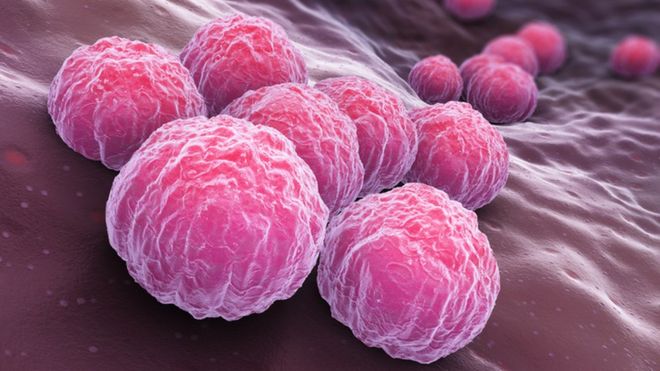 Chlamydia Vaccine - Bệnh Truyền Nhiễm Qua Đường Tình Dục